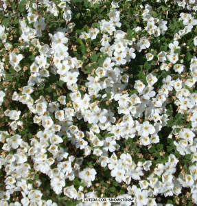 Sutera cordata 'Snowstorm' - blossom